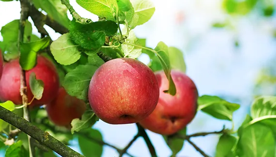 Äpfel vom Obsthof Büther aus dem Alten Land